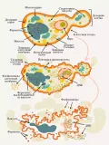 Схема автолиза клетки пекарских дрожжей (Saccharomyces cerevisiae)