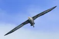 Галапагосский альбатрос (Phoebastria irrorata) в полёте