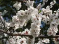 Абрикос обыкновенный (Prunus armeniaca). Ветви с цветами