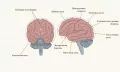 Схема строения конечного мозга человека
