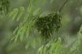 Ясень обыкновенный (Fraxinus excelsior). Листва и незрелые плоды