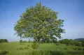 Рябина обыкновенная (Sorbus aucuparia). Общий вид