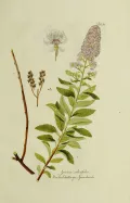 Спирея иволистная (Spiraea salicifolia). Ботаническая иллюстрация