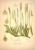 Плаун булавовидный (Lycopodium clavatum). Ботаническая иллюстрация