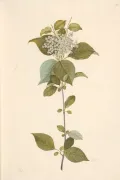 Калина канадская (Viburnum lentago). Ботаническая иллюстрация