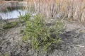 Ива мирзинолистная (Salix myrsinifolia)