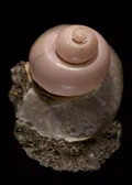 Псевдоморфоза родохрозита по кальцитовой спиральной раковине ископаемого моллюска. Керченский железорудный бассейн (Крым, Россия)