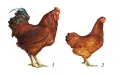 Полтавская глинистая порода: 1 – петух, 2 – курица.