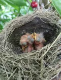 Певчий дрозд (Turdus philomelos). Гнездо с птенцами