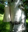 Береста берёзы бумажной (Betula papyrifera)
