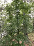 Хмелеграб виргинский (Ostrya virginiana)