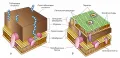 Клеточная стенка грамположительных и грамотрицательных бактерий
