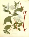 Дёрен белый (Cornus alba). Ботаническая иллюстрация