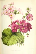 Примула (Primula). Ботаническая иллюстрация
