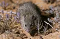 Длинноволосая крыса (Rattus villosissimus)