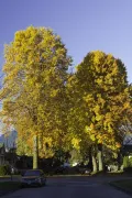 Клён крупнолистный (Acer macrophyllum) осенью