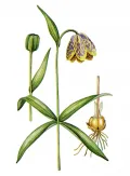 Рябчик дагана (Fritillaria dagana) 