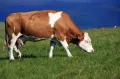 Корова симментальской породы крупного рогатого скота 