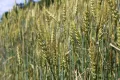 Яровая пшеница на опытном поле ВИР