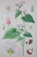 Гречиха посевная (Fagopyrum esculentum) 