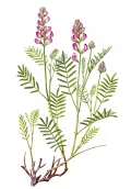 Копеечник Разумовского (Hedysarum razoumowianum)