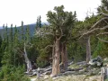 Сосна остистая (Pinus aristata)