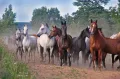 Лошади разных мастей