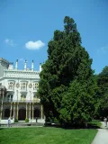 Туя гигантская (Thuja plicata) в парке замка Глубока, Глубока-над-Влтавоу (Чехия)