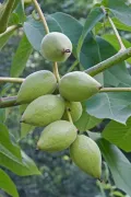 Орех маньчжурский (Juglans mandshurica). Плоды