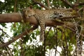 Леопард (Panthera pardus). Замбия