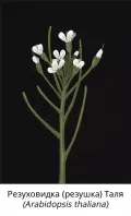 Резуховидка (резушка) Таля (Arabidopsis thaliana, арабидопсис)