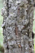 Берёза даурская (Betula dahurica). Кора