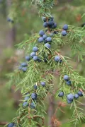 Можжевельник обыкновенный (Juniperus communis). Шишкоягоды