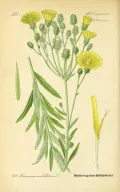 Ястребинка зонтичная (Hierácium umbellatum). Ботаническая иллюстрация
