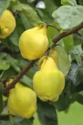 Айва обыкновенная (Cydonia oblonga). Плоды