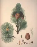 Сосна кедровая европейская (Pinus cembrа). Ботаническая иллюстрация