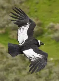 Андский кондор (Vultur gryphus) в полёте