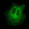 Зелёный флуоресцентный белок mAvicFP1, слитый с мембранным белком эндоплазматического ретикулума