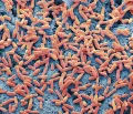 Электронная микрофотография популяции клеток кишечной палочки (Escherichia coli)