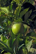 Помпельмус (Citrus maxima). Плод