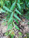 Ива трёхтычинковая (Salix triandra). Листья