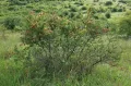 Барбарис обыкновенный (Berberis vulgaris) 