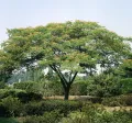 Альбиция ленкоранская (Albizia julibrissin). Дерево с ажурной, зонтиковидной кроной