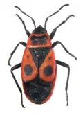 Красноклоп бескрылый (Pyrrhocoris apterus)