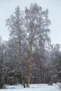 Зимовка взрослых деревьев