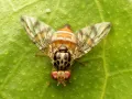 Средиземноморская плодовая муха (Ceratitis capitata)