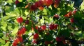 Крыжовник обыкновенный (Ribes uva-crispa). Созревающие плоды