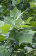 Платан мексиканский (Platanus mexicana). Листья