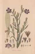 Анхуза итальянская (Anchusa azurea). Ботаническая иллюстрация