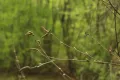 Берёза кустарниковая (Betula fruticosa). Побеги с мужскими соцветиями